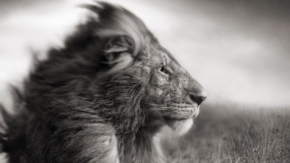 Лев фото