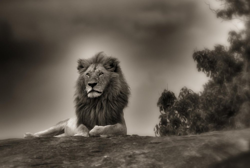 Гордые львы