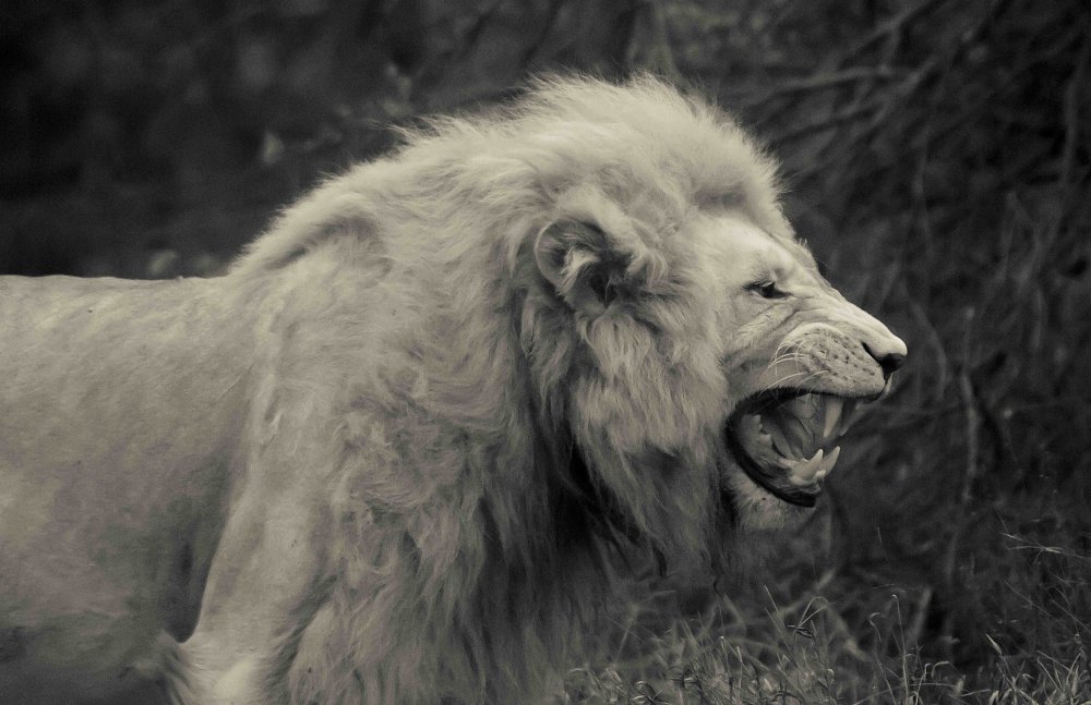 White Lion Cry for Freedom