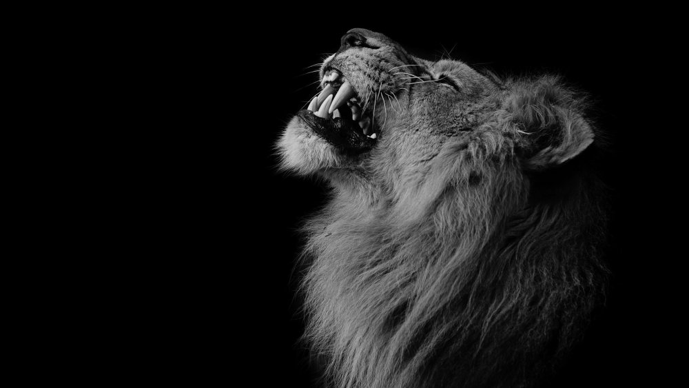 Лев на черном фоне