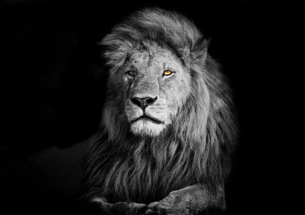 Фото Льва на черном фоне хорошего качества