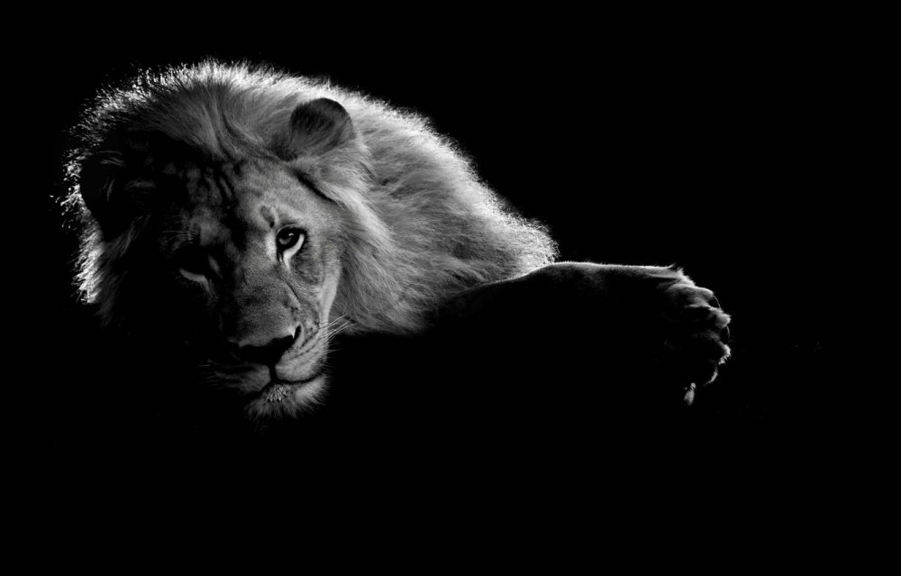 Лев на черном фоне
