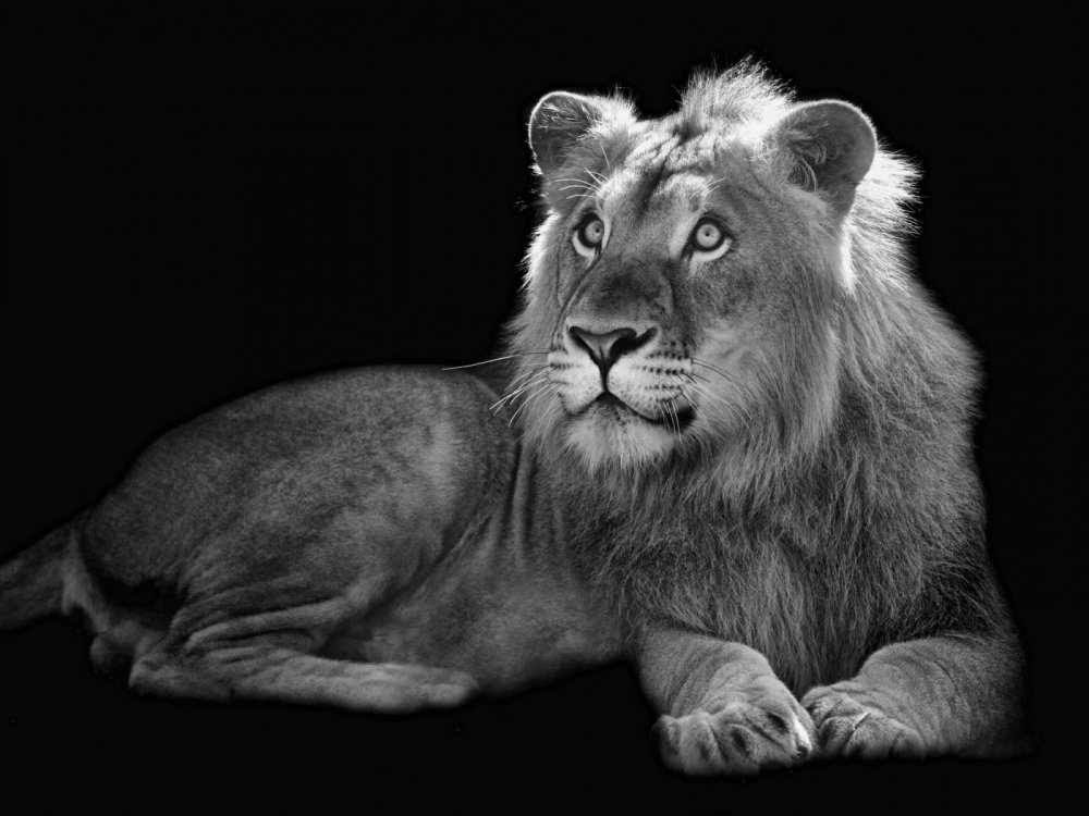 Белый Лев на черном фоне