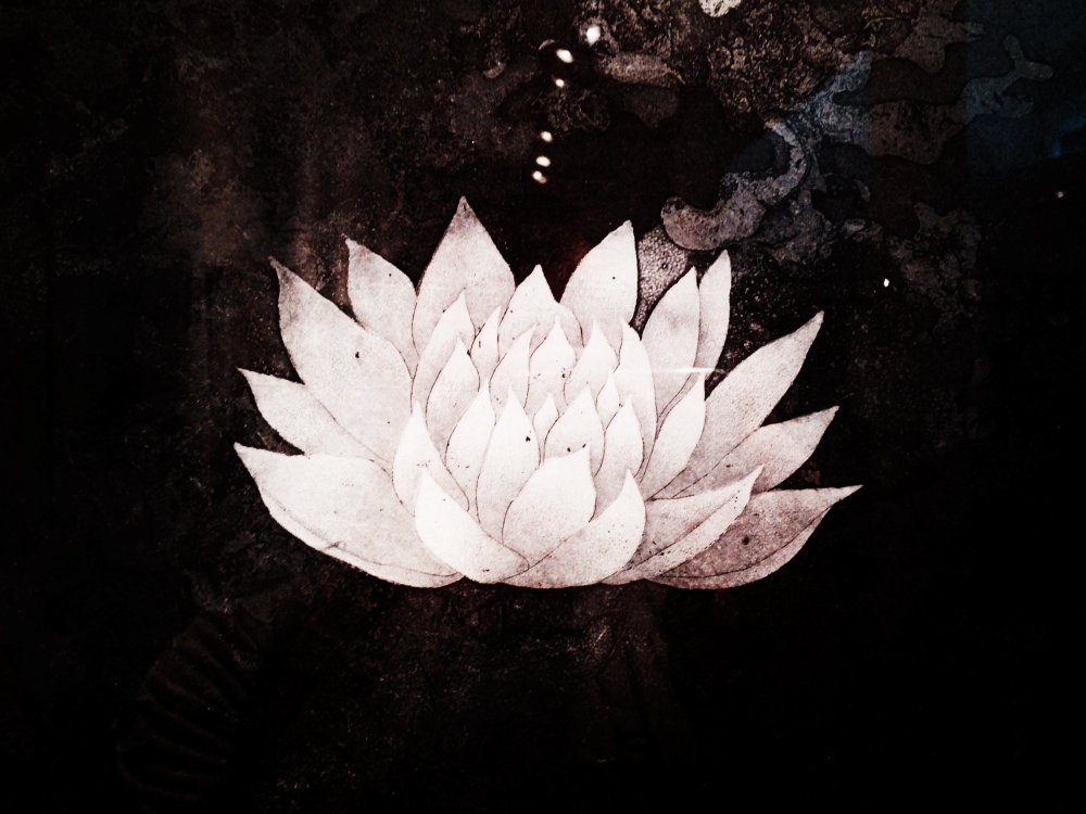 Лотос на темном фоне