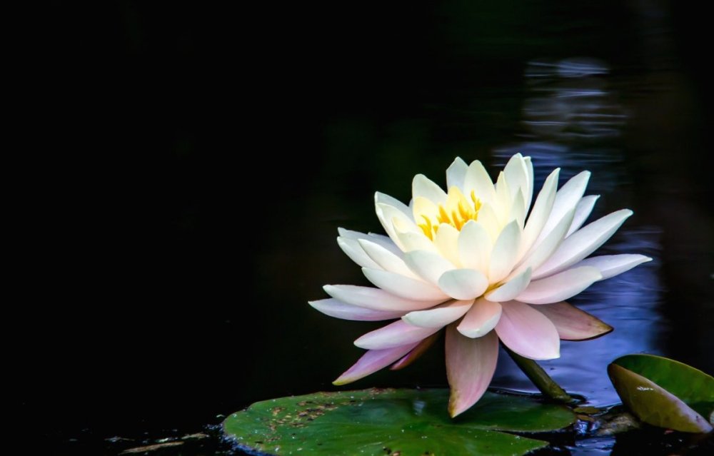 Кувшинка на темном фоне