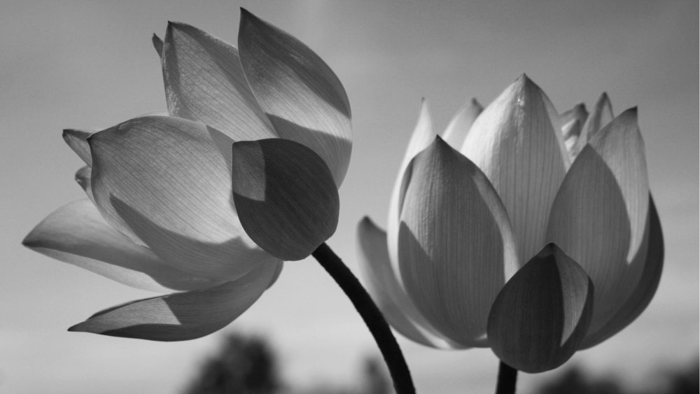 Цветок лотоса черно белый