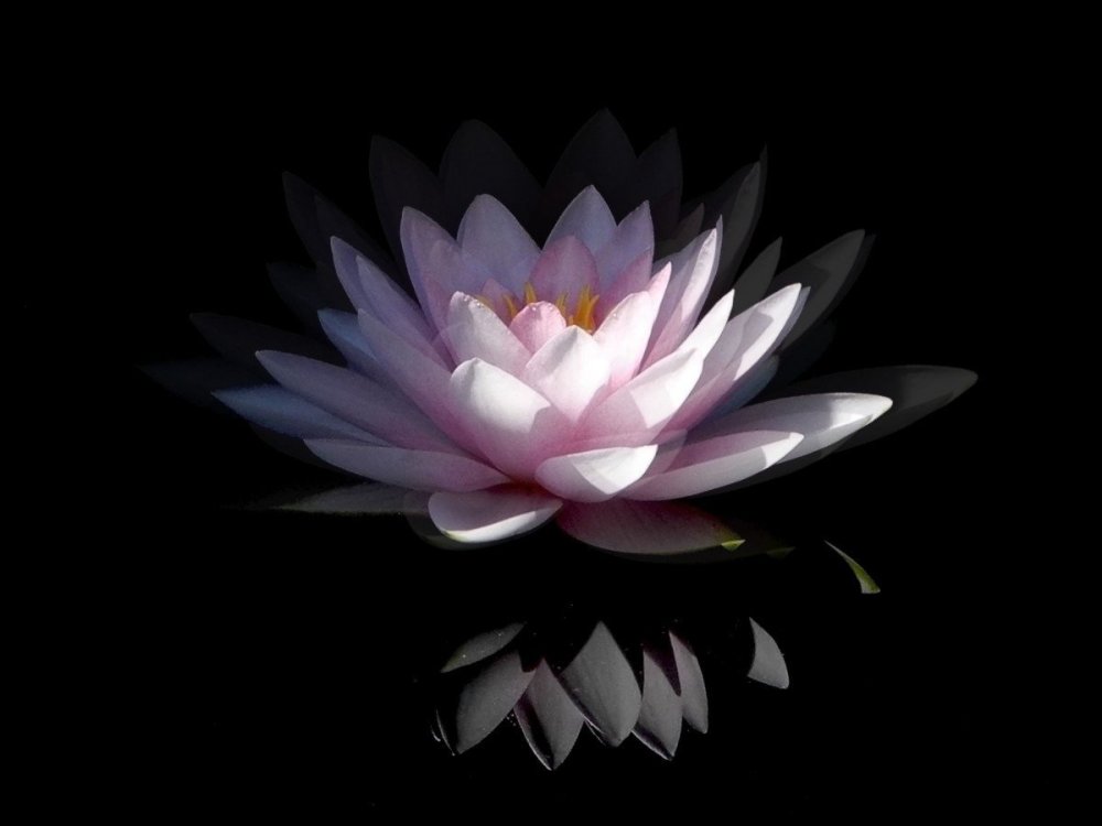 Черный Лотос растение