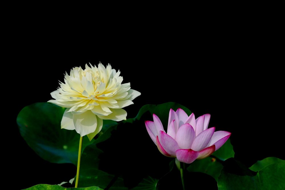 Лотос на черном фоне