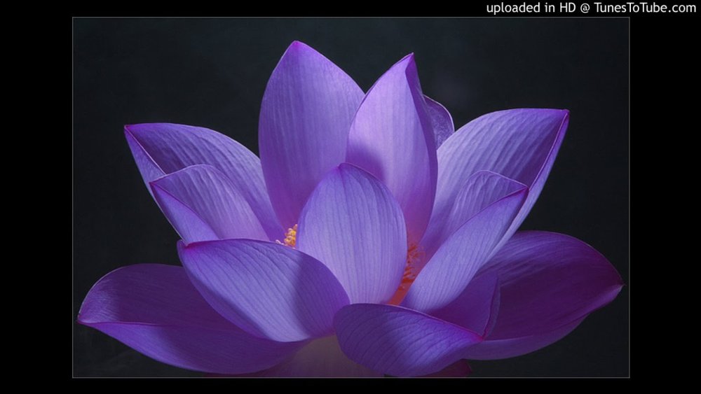 Лотос орехоносный фиолетовый