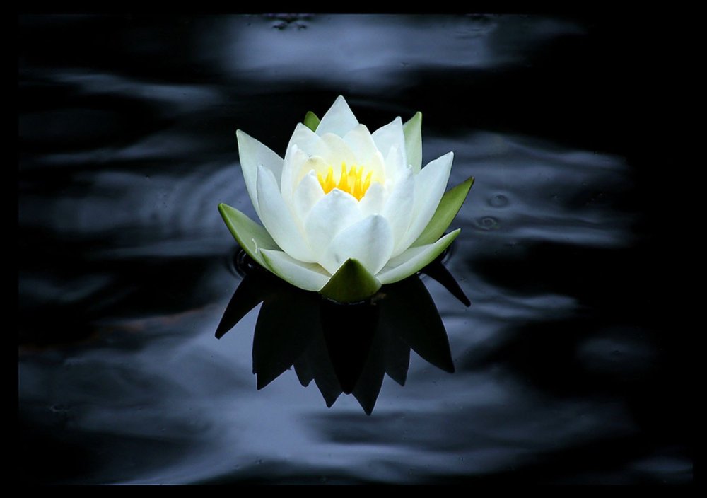 Нилуфар Гули