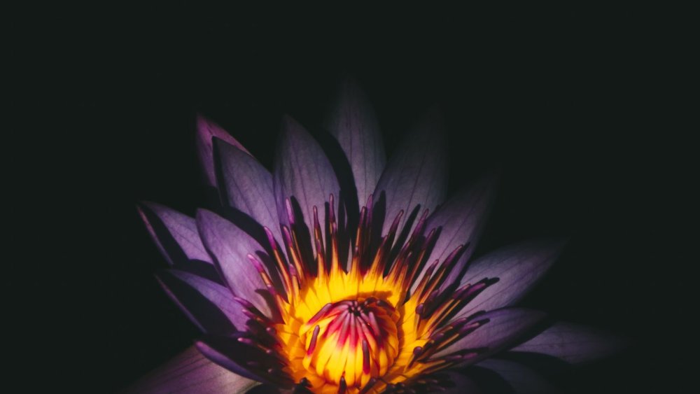 Лотос на заставку