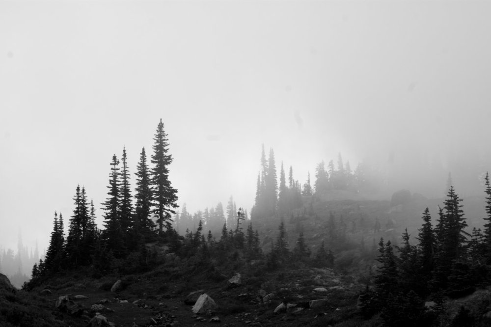 Скандинавский лес