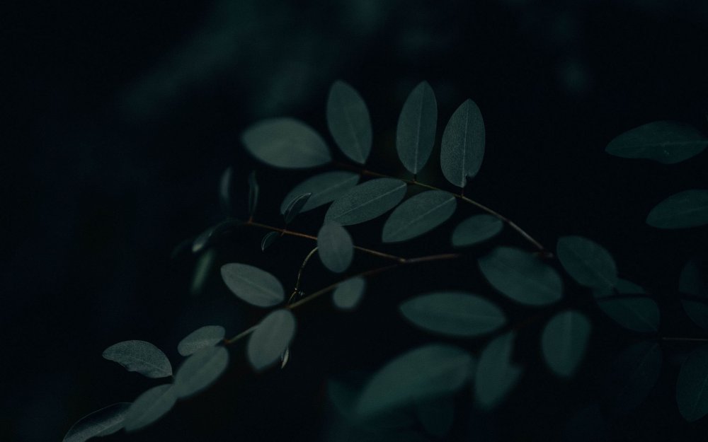 Ветка на темном фоне