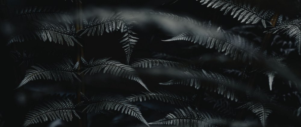 Темные листья папоротника