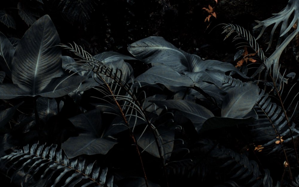 Темные растения