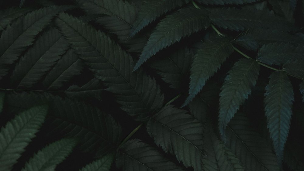 Темные листья