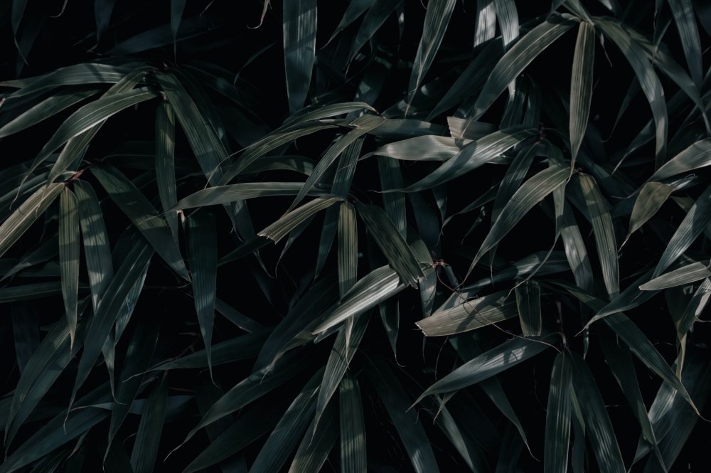 Тёмный эстетичный фон