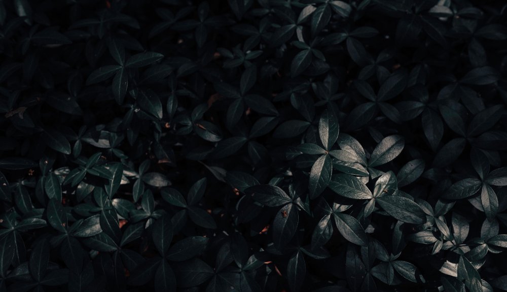 Темные листья