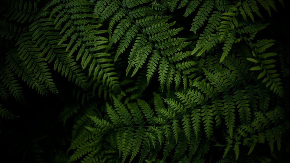 Папоротник темный