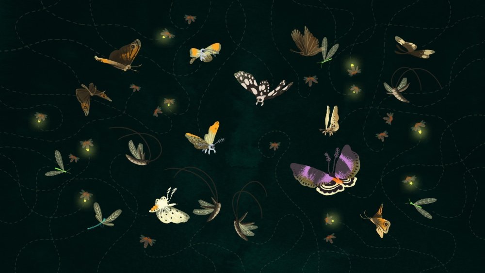 Бабочка на темном фоне