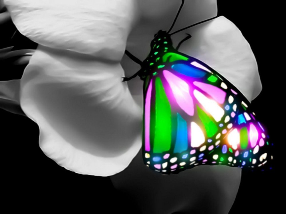 Коллекция бабочек обои для рабочего стола