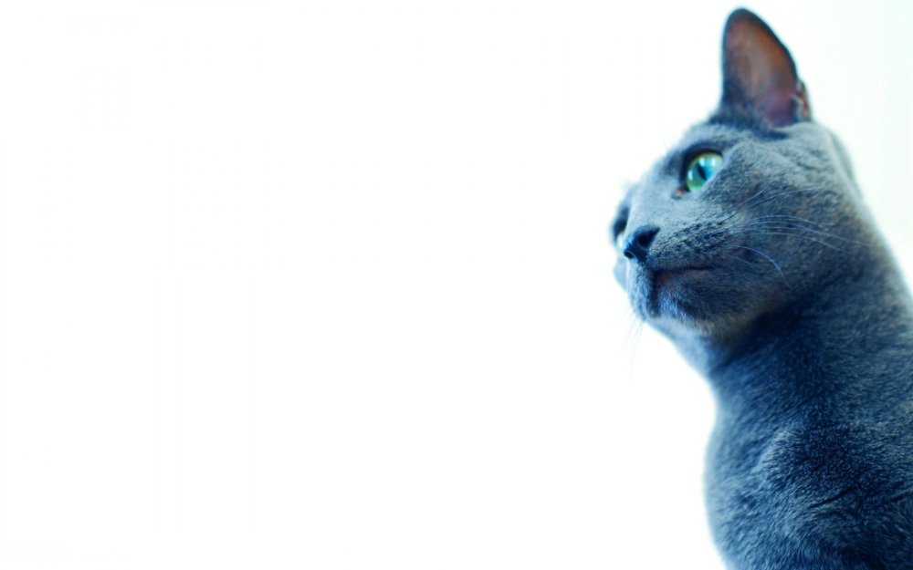 Кошка на голубом фоне