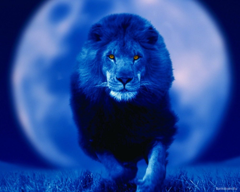 Лев на голубом фоне