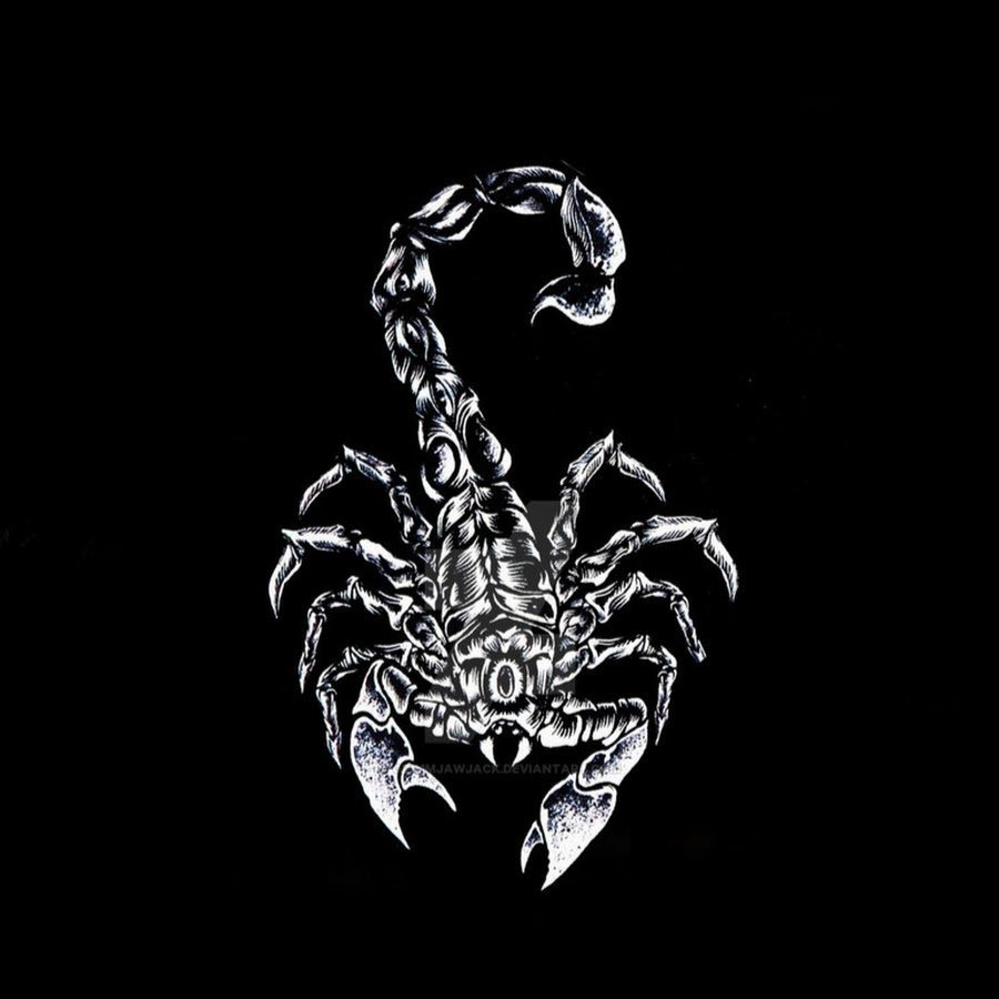 Скорпион на черном фоне