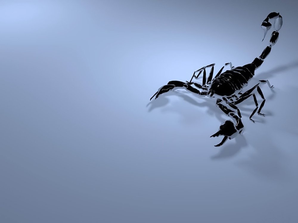 Красивый Скорпион