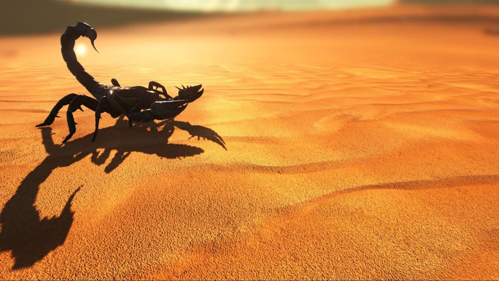 Скорпион на песке