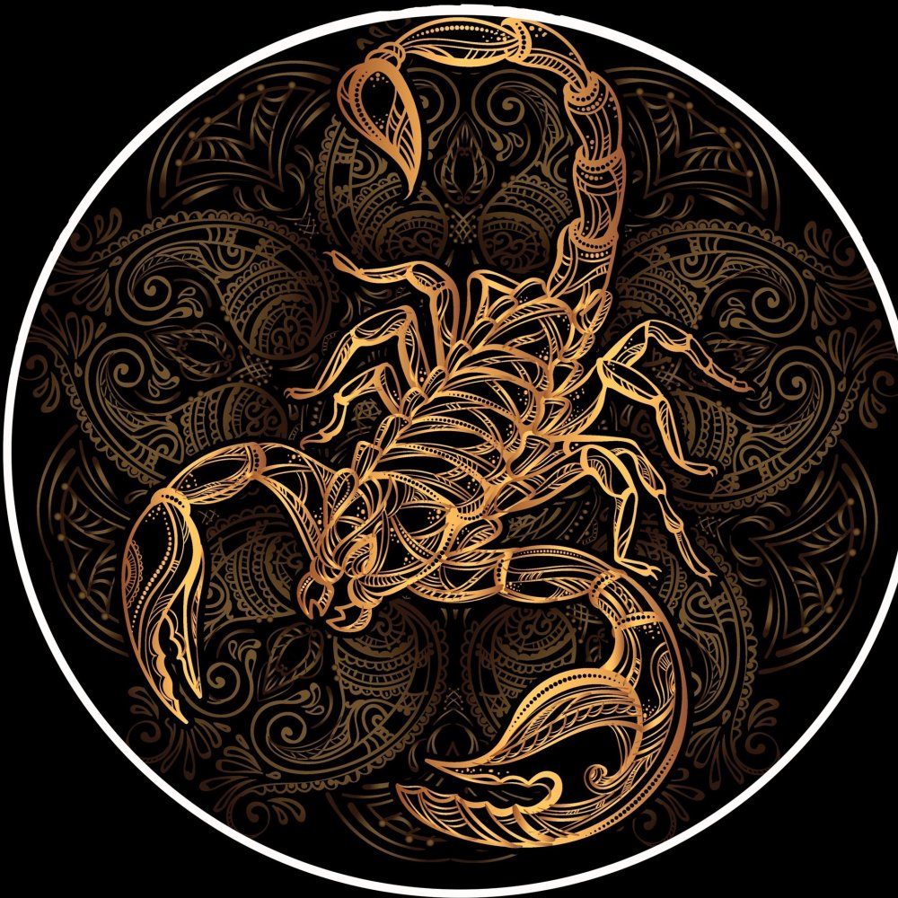 Скорпион на черном фоне