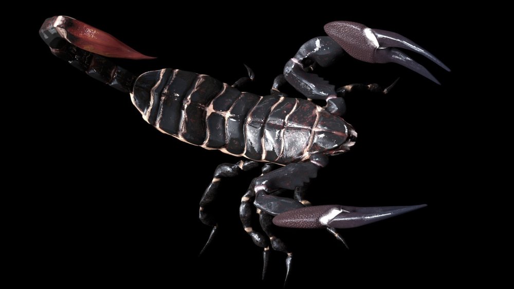 Скорпион клешня хелицера