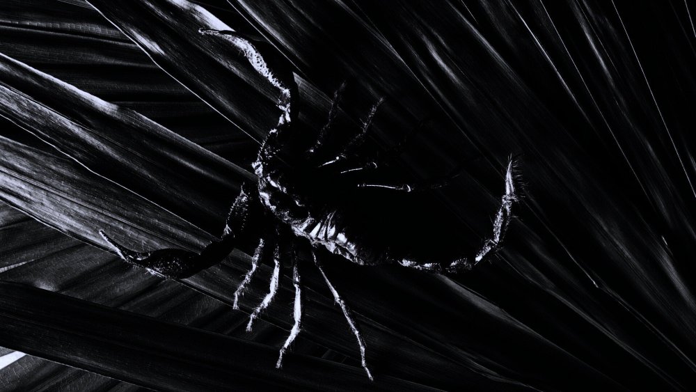 Скорпион обои