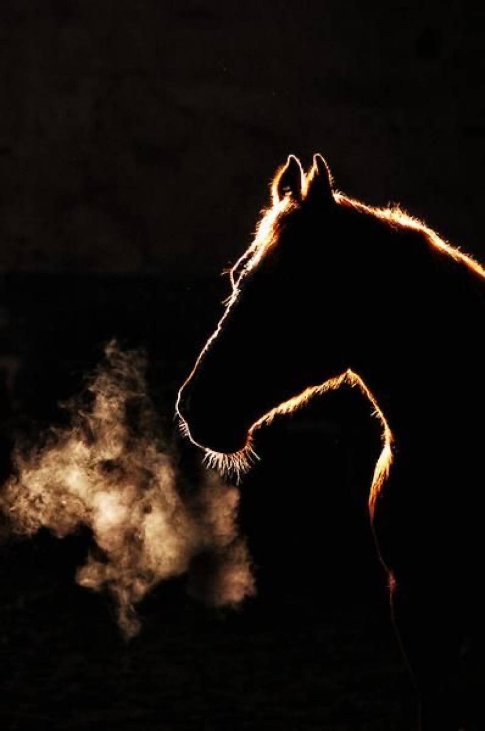 Лошадь в темноте