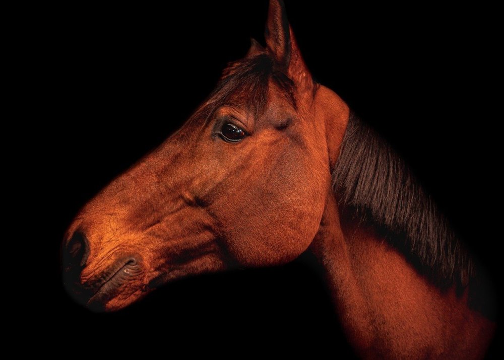 Лошадь на черном фоне