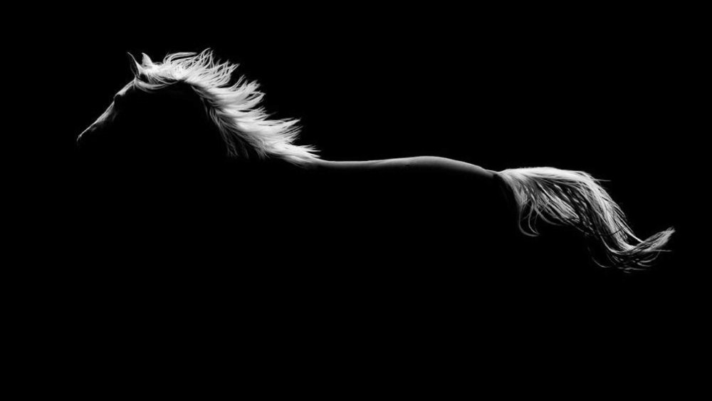Лошадь на черном фоне