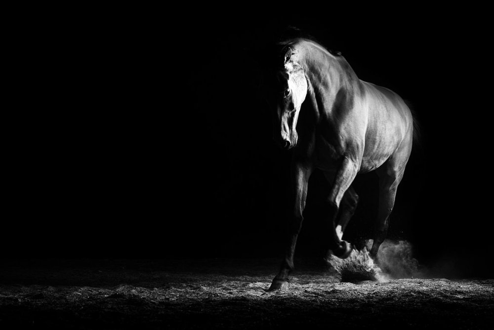 Лошади на черном фоне Минимализм