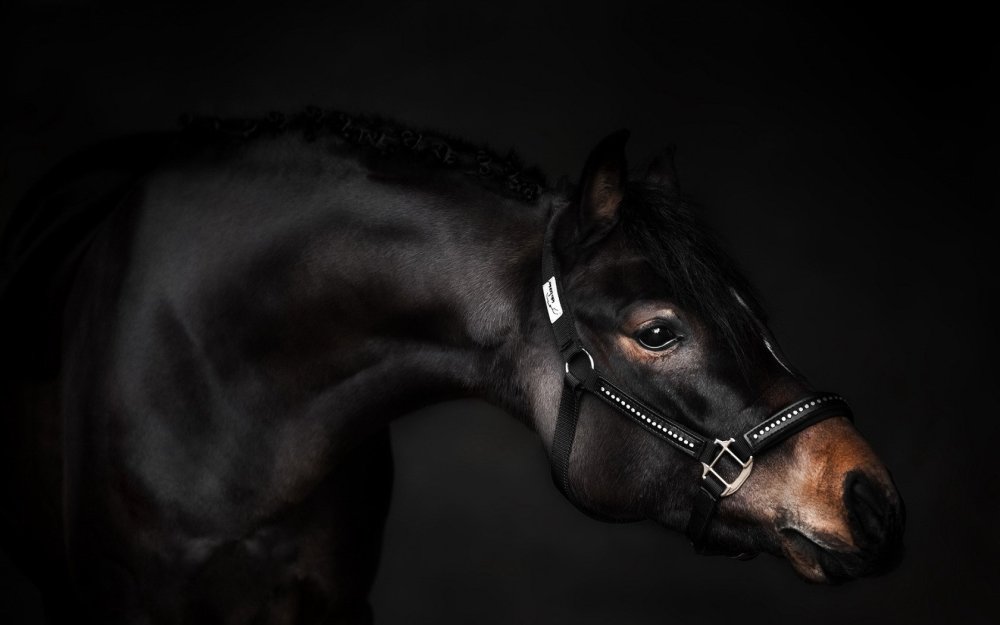 Лошадь на темном фоне
