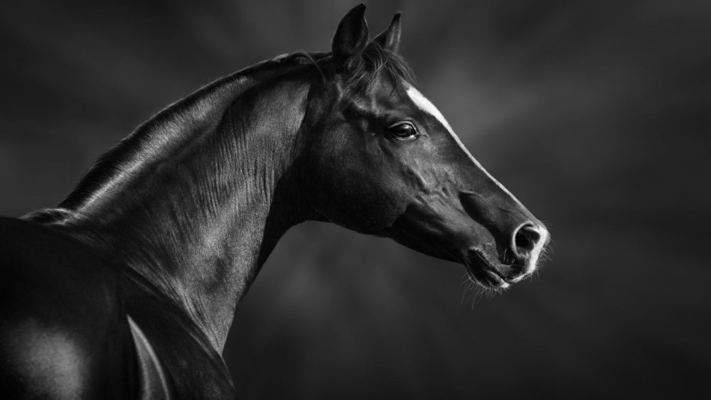 Морда лошади