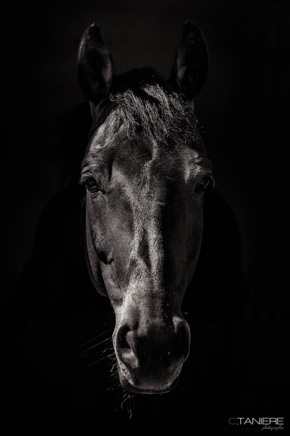 Лошадь на темном фоне