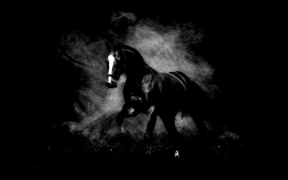 Лошадь на черном фоне