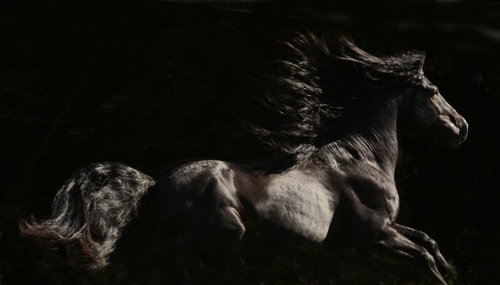 Лошадь скачет ч/б