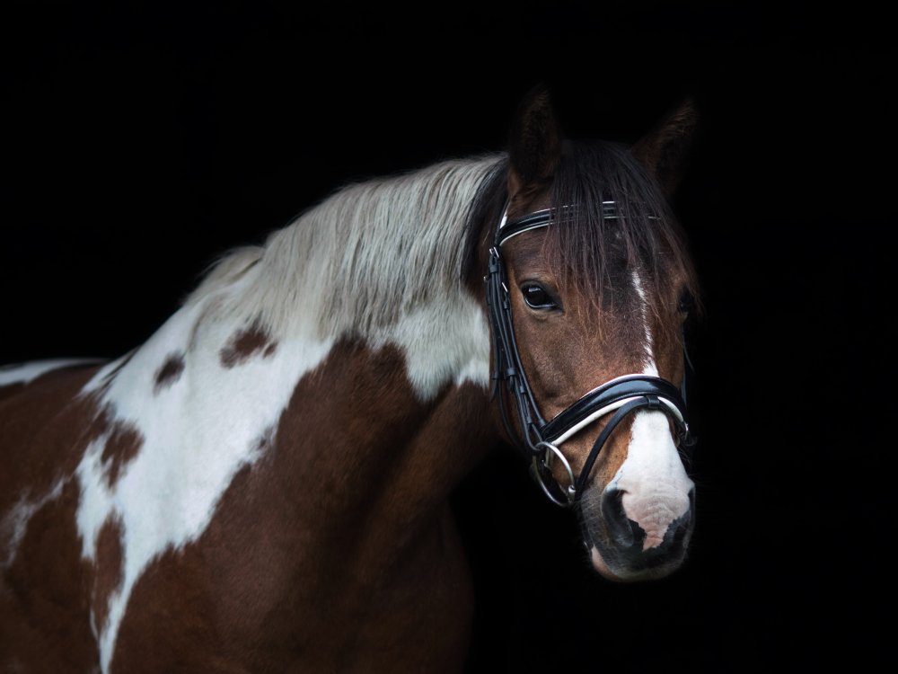 Лошадь на коричневом фоне