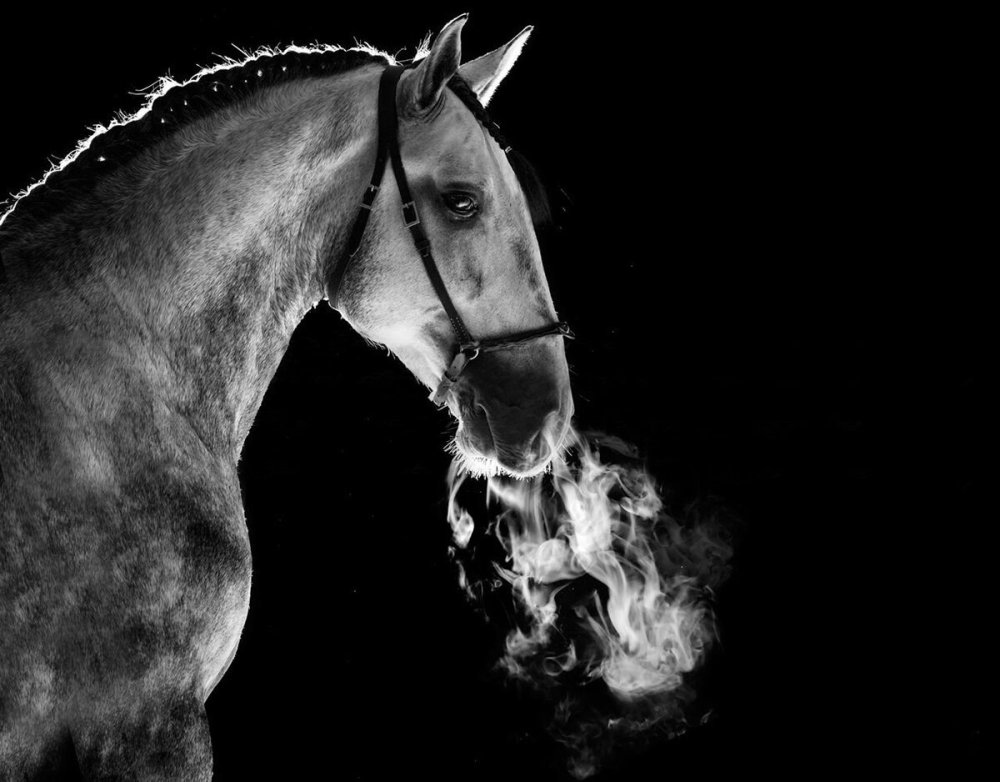 Лошадь на черном фоне