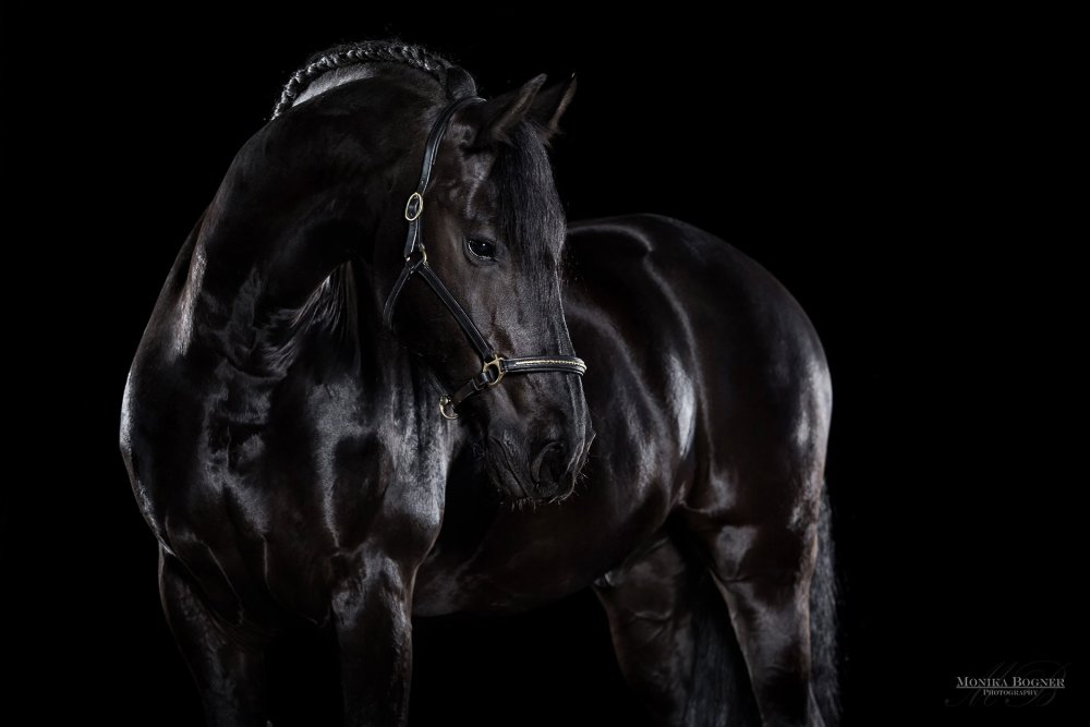 Лошадь на темном фоне