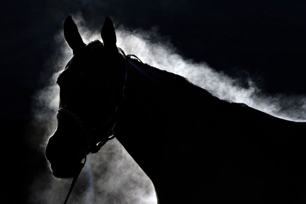 Конь на черном фоне