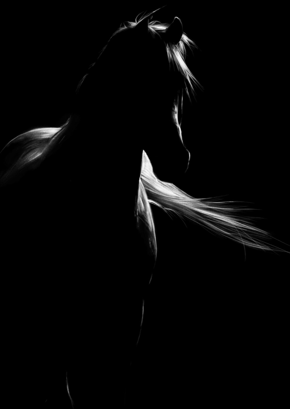 Лошадь на черном фоне