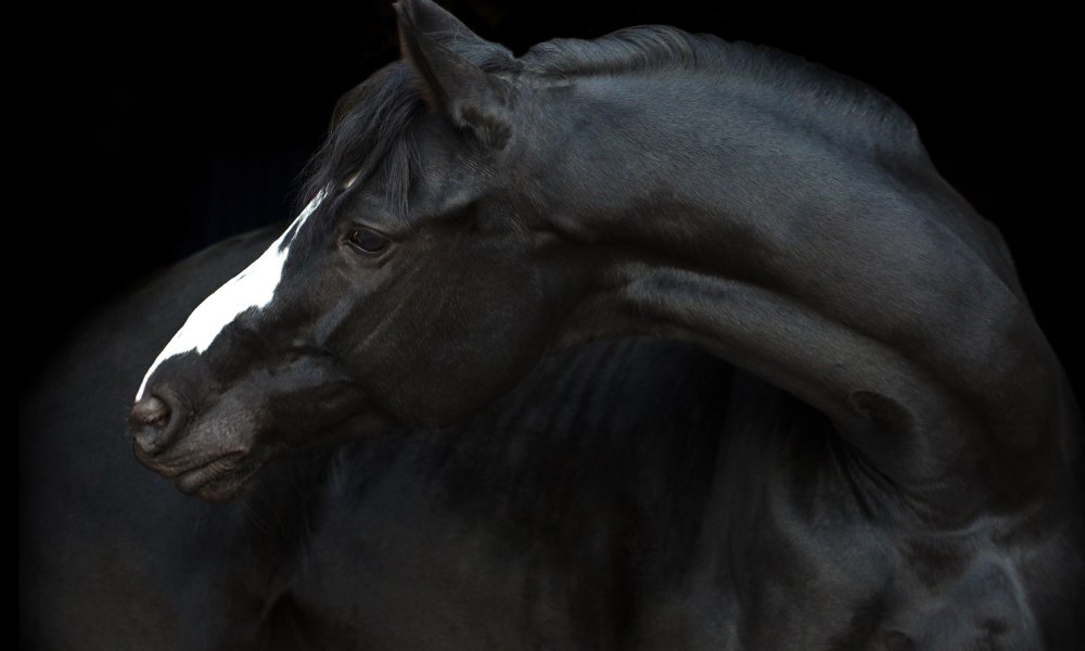 Чёрный конь с белой линией на лицу