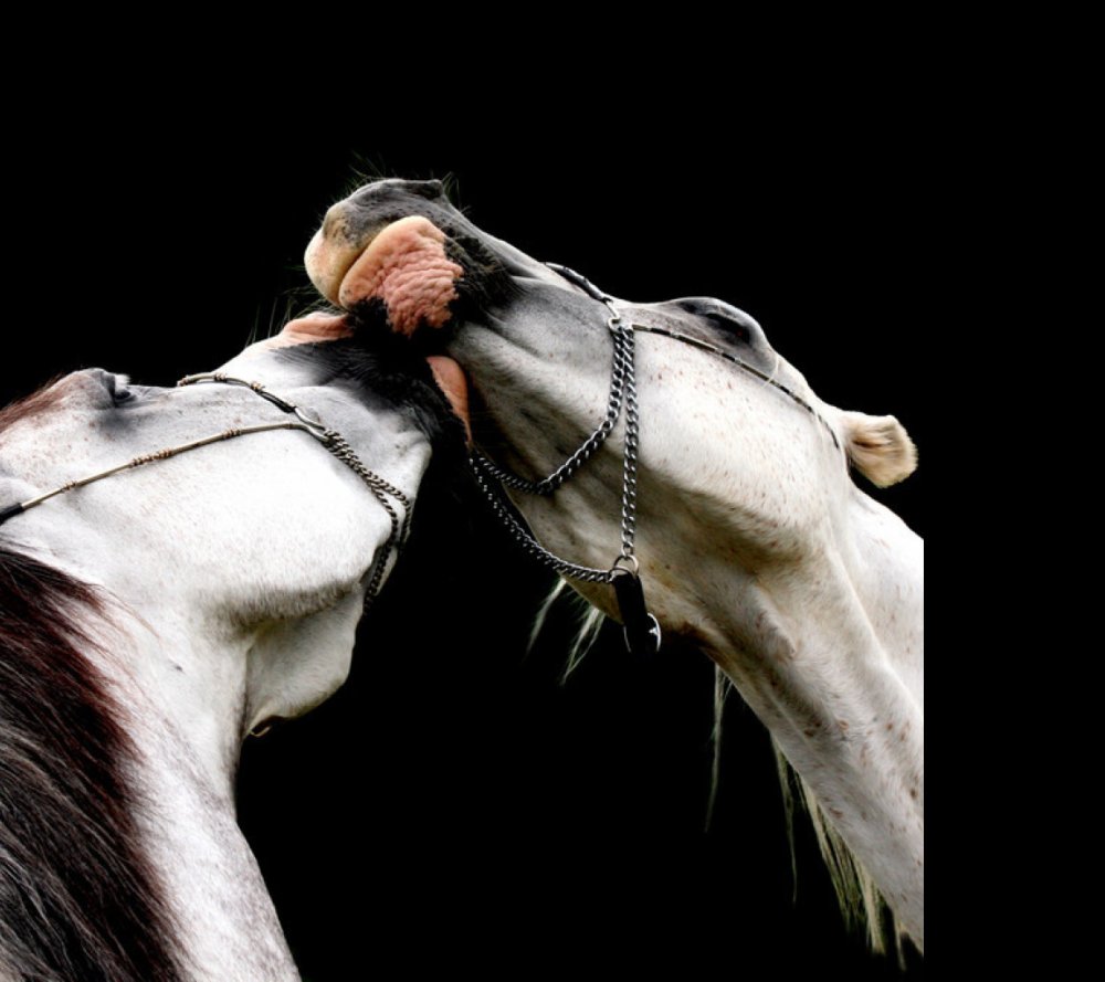 Белый конь на черном фоне