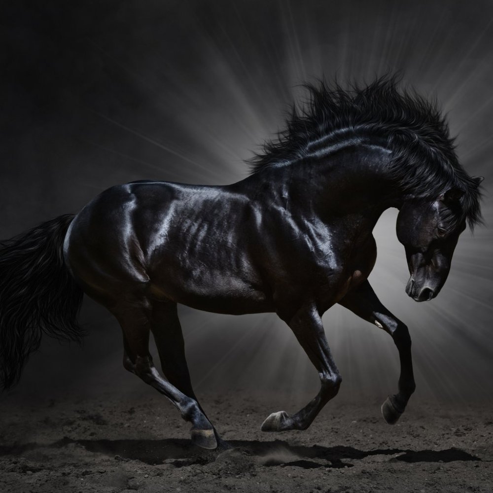 Лошадь Мустанг иноходец